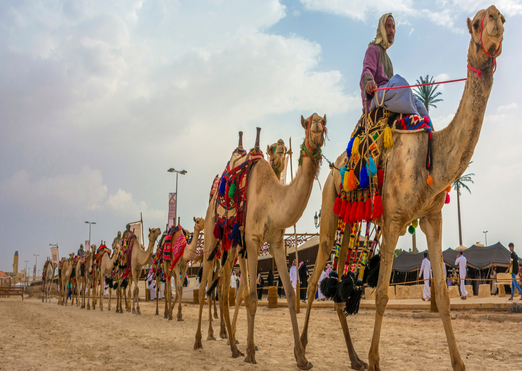 ROYAL CAMEL SAFARI TOUR IN RAJASTHAN